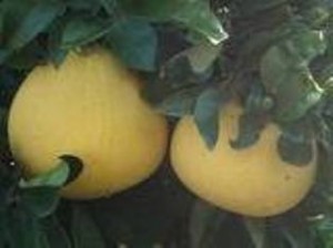 mucizeiksirler.blogspot.com